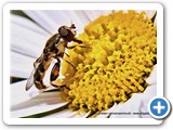polleninspection